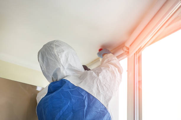 Why You Should Choose Our Mold Remediation Services in Chandler, AZ