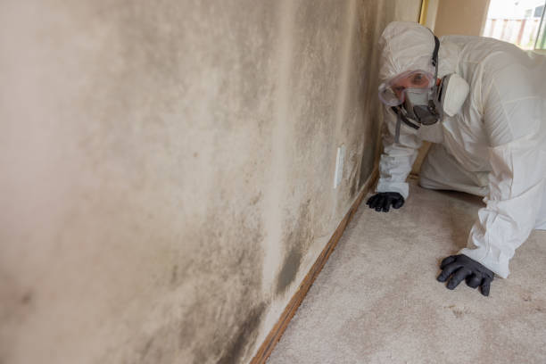 Best Industrial Mold Remediation  in Chandler, AZ